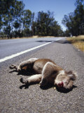 The Bloodied Roadkill of a Male Koala Alongside a Country Road, Australia Photographie par Jason Edwards