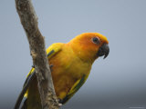 Sun Conure at the Sedgwick County Zoo, Kansas Photographic Print by Joel Sartore