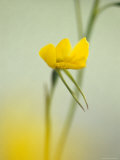 The Delicate and Vulnerable Diuris Behrii, Golden Cowslips Orchid, Melbourne Zoo, Australia Photographie par Jason Edwards