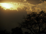 The Silhouette of a Tawny Eagle Roosting in a Tree Top at Sunset Photographie par Jason Edwards