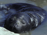 Southern Elephant Seal Pup Staying Cool in a Coastal Rock Pool Photographic Print by Jason Edwards