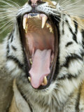 Siberian Tiger Yawns and Shows his Teeth at the Henry Doorly Zoo, Nebraska Photographic Print by Joel Sartore