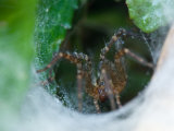 Spider Climbs Out of It's Cone-Like Web, Elkhorn, Nebraska Photographic Print by Joel Sartore