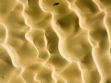 These Radiant Dunes Are Located Outside of N'Guigmi, Niger Photographie par Michael Fay
