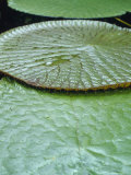 The Massive Santa Cruz Waterlily Leaves with Protective Spikes, Australia Photographie par Jason Edwards