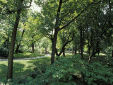 Scenic and Shady Central Park Garden Pathway on a Summers Afternoon, New York Photographic Print by Jason Edwards