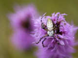Silver Orb Banded Argiopi Spider Rests on a Purple Gayfeather Photographic Print by Joel Sartore