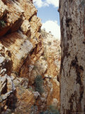The Trunk of a River Red Gum Eucalypt Tree in a Rocky Desert Gorge, Australia Photographie par Jason Edwards