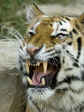 Siberian Tiger Growls and Shows its Teeth at the Henry Doorly Zoo, Nebraska Photographic Print by Joel Sartore