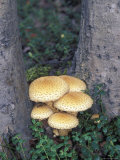 Sharp-Scaly Pholiota Mushroom, Alaska Photographic Print by Rich Reid
