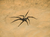 Unknown Spider in the Actun Tunichil Muknal Cave on Sand Floor, Belize Lámina fotográfica Unknown Spider in the Actun Tunichil Muknal Cave on Sand Floor, Belize Lámina fotográfica