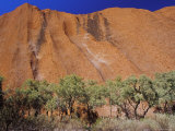 The Stark Green Foliage of Desert Bloodwood's against Uluru's Massive, Australia Photographie par Jason Edwards