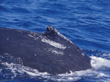 The Dorsal Fin of a Vulnerable Southern Humpback Whale Diving Deep, Australia Photographic Print by Jason Edwards