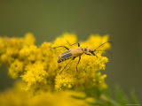 Soldier Beetle on a Goldenrod Photographic Print by Joel Sartore