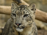 Snow Leopard Cub at the Sunset Zoo Photographic Print by Joel Sartore