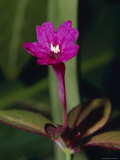 The Vibrant Pink of the Espiscia Lilacina Flower, Australia Photographie par Jason Edwards