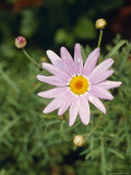 The Bright Happy Face of a Purple Daisy Flower and Buds, Jamieson, Australia Photographie par Jason Edwards