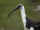 Straw-Necked Ibis at the Zoo Photographic Print by Joel Sartore