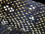 The Intricate Patterning of an Endangered Diamond Python's Scales, Australia Photographie par Jason Edwards