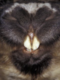 Southern Hairy-Nosed Wombat Incisor Teeth and Nose Snout Detail, Australia Lámina fotográfica por Jason Edwards Southern Hairy-Nosed Wombat Incisor Teeth and Nose Snout Detail, Australia Lámina fotográfica por Jason Edwards