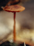 The Delicate Fungi Cap Laccaria, Emerging from Forest Leaf Litter, Bunyip State Forest, Australia Photographie par Jason Edwards