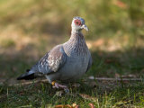 Speckled Pigeon at the Kansas City Zoo Photographie par Joel Sartore