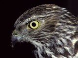 The Piercing Stare of a Brown Goshawk's Yellow Eye, Melbourne Zoo, Australia Photographie par Jason Edwards