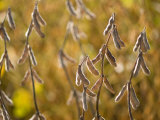 Soybeans in a Field in Nebraska Photographic Print by Joel Sartore