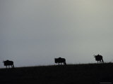 Silhouettes of Wildebeeste Move Across the Horizon against a Grey Sky Photographic Print by Jason Edwards
