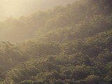 The Canopy of a Wet Schlerophyll Forest Highlights Trees at Sunset, Australia Photographie par Jason Edwards