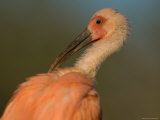 Scarlet Ibis at the Sedwick County Zoo Photographie par Joel Sartore