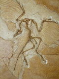 The Earliest Bird, Archaeopteryx, Fossil Skeleton with Feathers Photographie par Jason Edwards