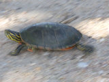 Turtle in Burwell, Nebraska Photographic Print by Joel Sartore
