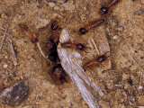 Soldier Termites Defend the Nest and Also Workers Harvesting Grass, Australia Photographie par Jason Edwards