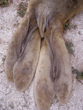 The Floppy Rear Fin and Tail of a Southern Elephant Seal, Australia Photographie par Jason Edwards
