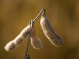 Soybeans near Grand Island, Nebraska Photographie par Joel Sartore