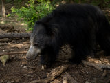 Sloth BearsAt the Sunset Zoo in Manhattan, Kansas Photographic Print by Joel Sartore