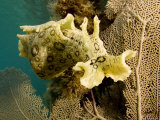 Spotted Sea Hare Grazing on Algae, Belize Photographic Print by Tim Laman