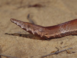 The Head, Eye, Snout and Mouth of a Rare Burtons Legless Lizard, Australia Photographie par Jason Edwards