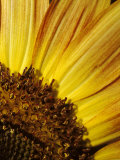 The Vibrant Golden Yellow of a Sunflower Petal and Stamen Detail, North Carlton, Australia Photographie par Jason Edwards