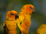 Sun Conures at the Zoo Photographie par Joel Sartore