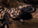 The Gila Monster's Yellow and Black Scales Announces It is Venemous, Melbourne Zoo, Australia Photographie par Jason Edwards