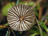 The Delicate Gill Detail of the Fungi, Mycena Cystidiosa, Bunyip State Forest, Australia Photographie par Jason Edwards
