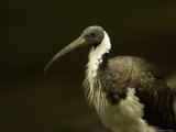 Straw-Necked Ibis from the Omaha Zoo, Nebraska Photographie par Joel Sartore