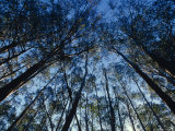Sunlight Falling Through the Mountain Ash Eucalypt Forest Canopy, Alpine Nationals Park, Australia Photographie par Jason Edwards