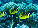 Several Racoon Butterflyfish, Takapoto Atoll, French Polynesia Photographie par Tim Laman