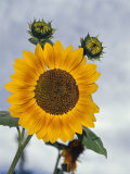 Vibrant Golden Yellow Sunflower Flower and New Green Buds, North Carlton, Australia Photographie par Jason Edwards