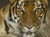 Siberian Tiger from the Omaha Zoo, Nebraska Photographie par Joel Sartore