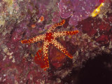 Sea Star, Fromia Monilis on Coral Reef, Solomon Islands Photographic Print by James Forte