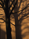 Tree Casts a Duplicate Shadow on a Brick Wall Photographie par Stacy Gold